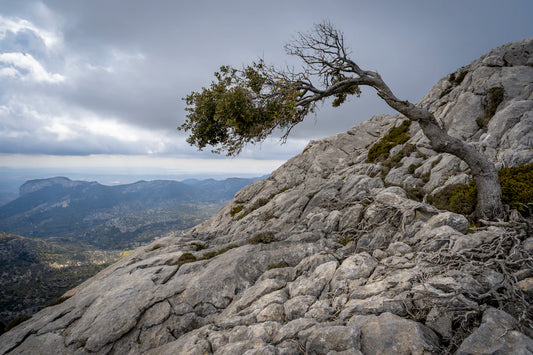 The Power of Creativity in Overcoming Adversity