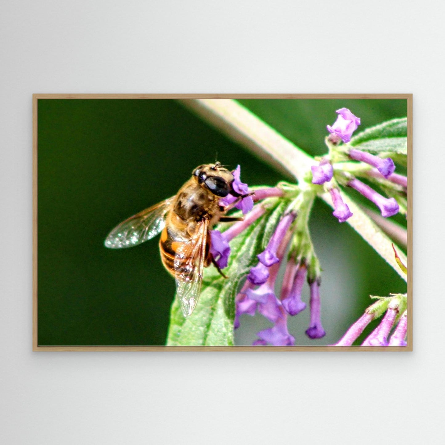 Close up of a Bee