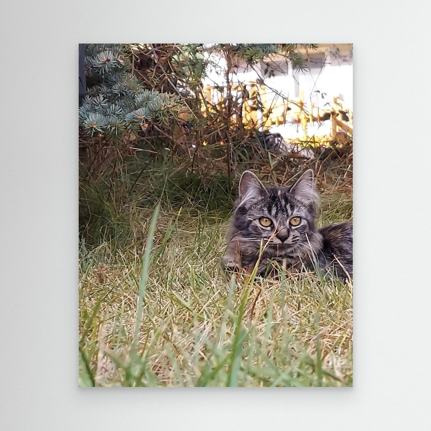 Cat in the grass