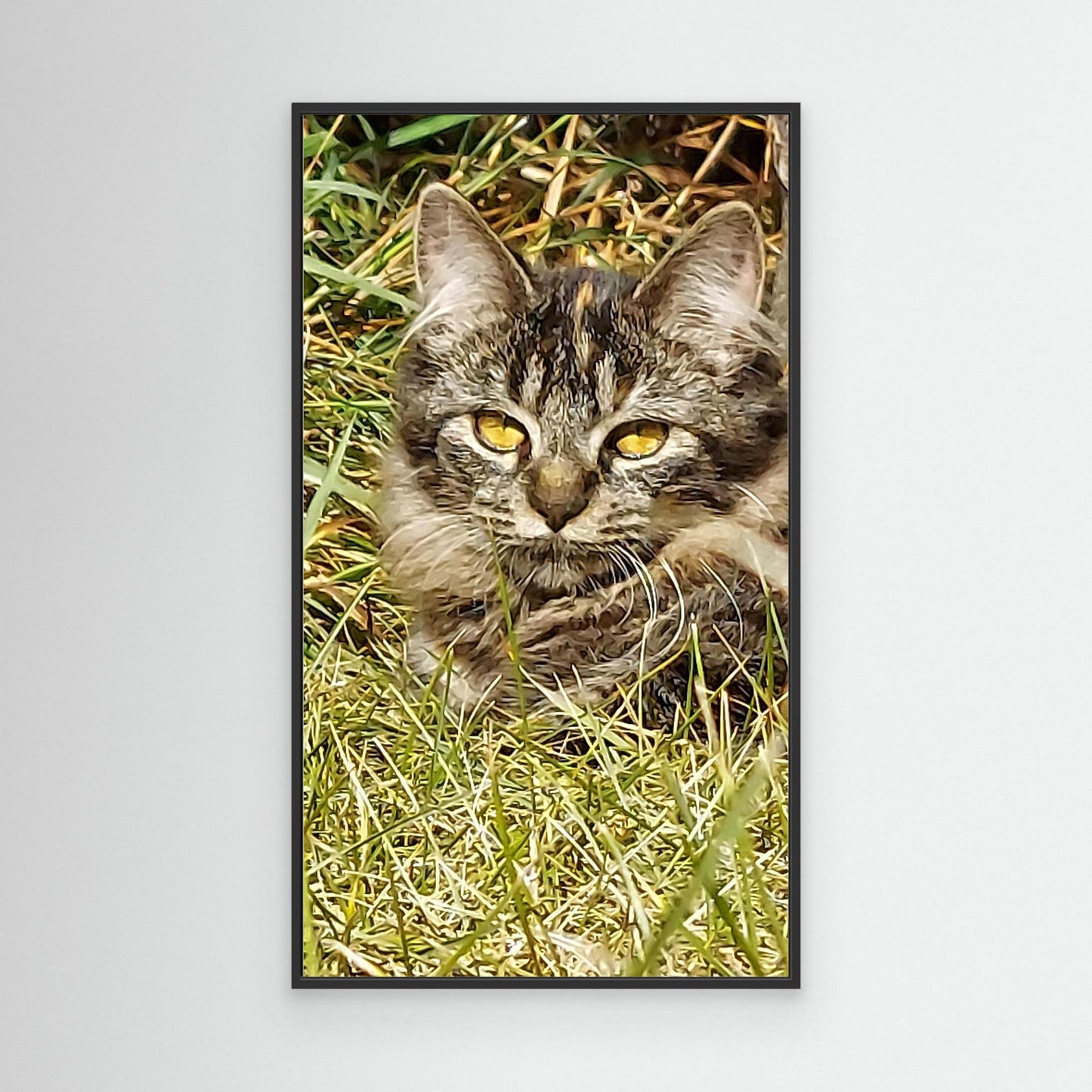Sassy Cat in the Grass