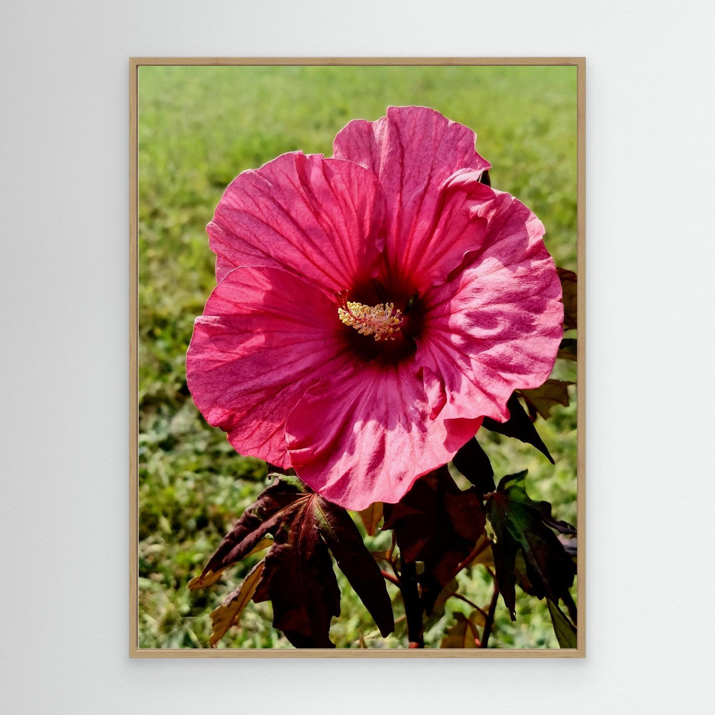 Pink Hibiscus