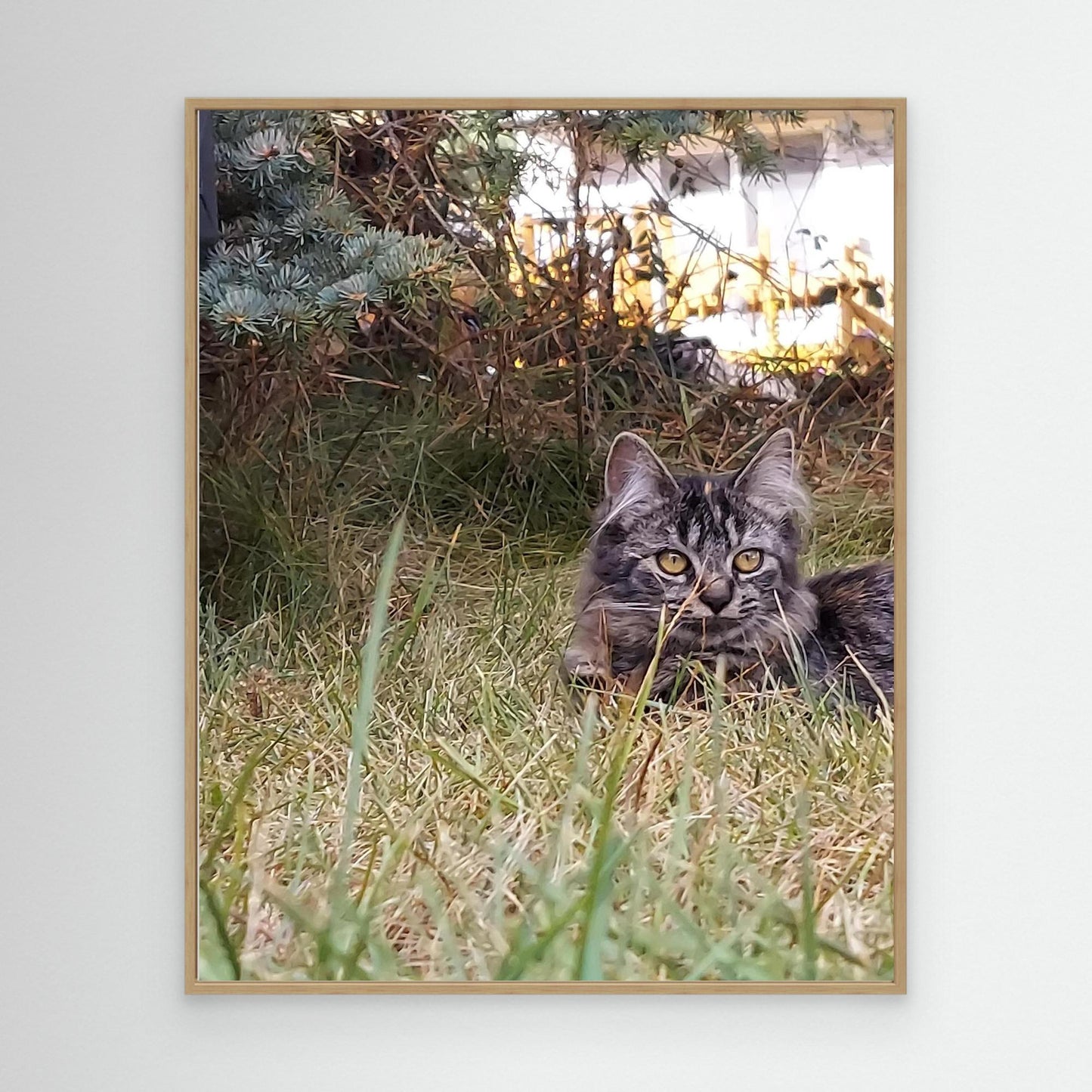 Cat in the grass