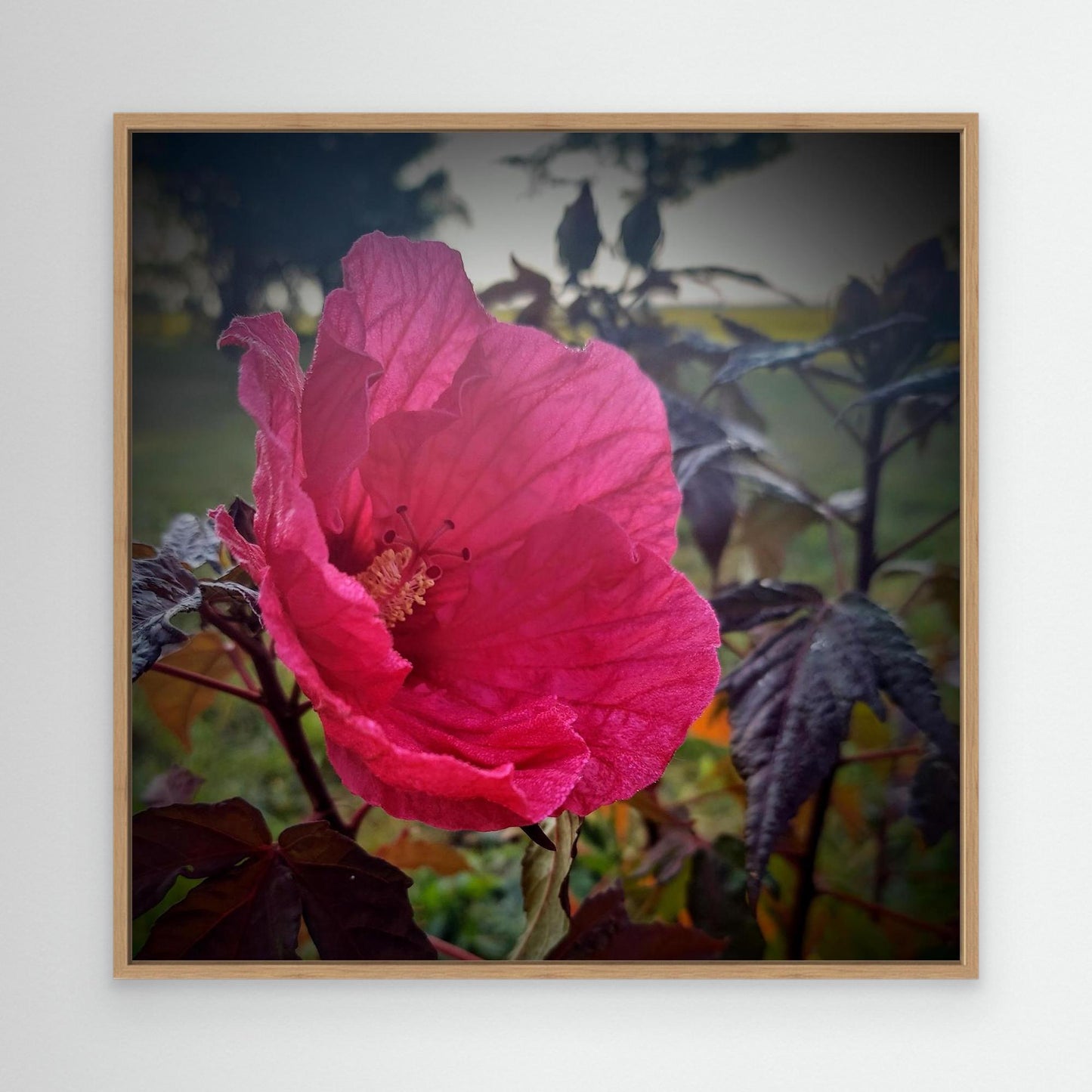 Red Hibiscus