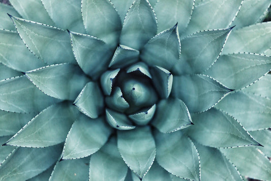 Transform Your Mind Discover the Mental Benefits of Nature-Inspired Art