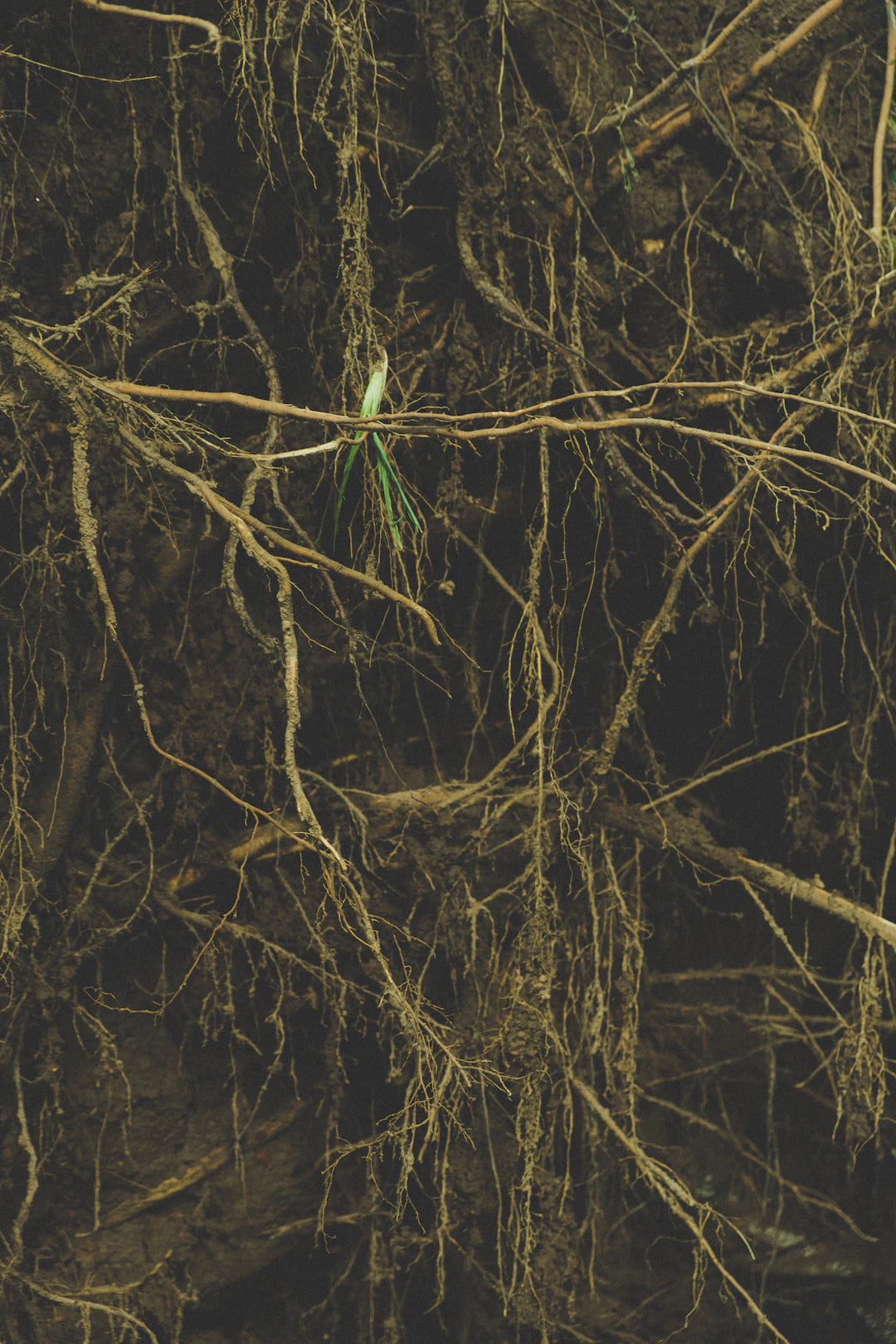 The Science of Art and How It Shapes Our Brain