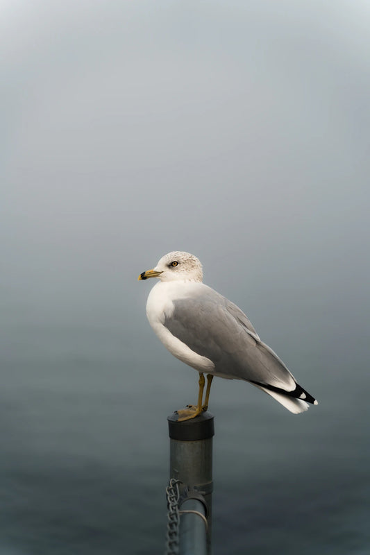 Visual Storytelling A Creative Path for Mental Health