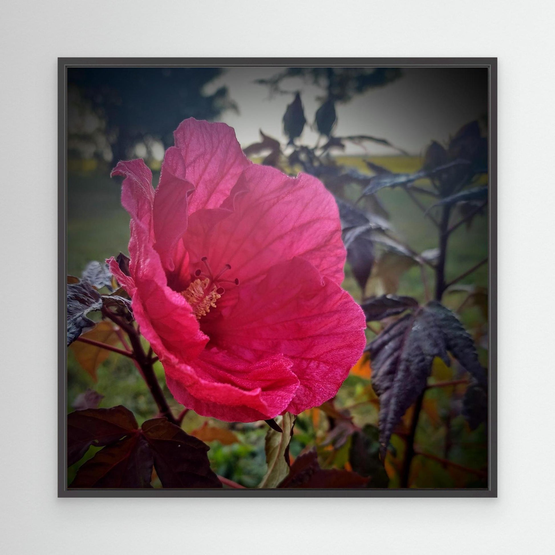 Red Hibiscus