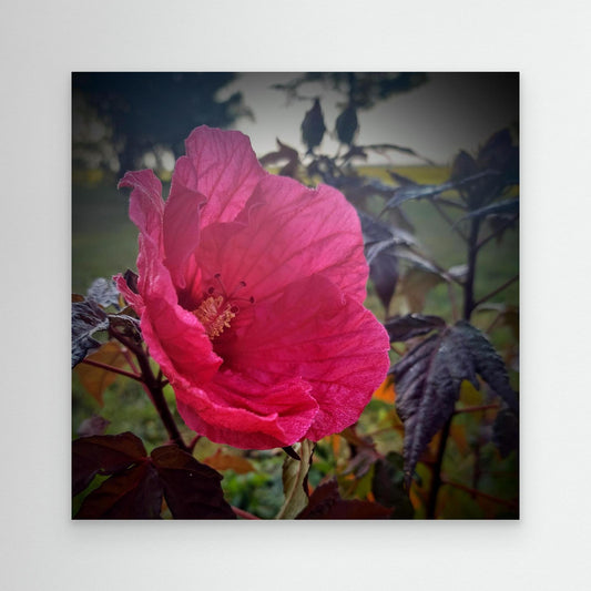 Red Hibiscus