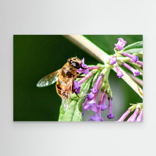 Close up of a Bee