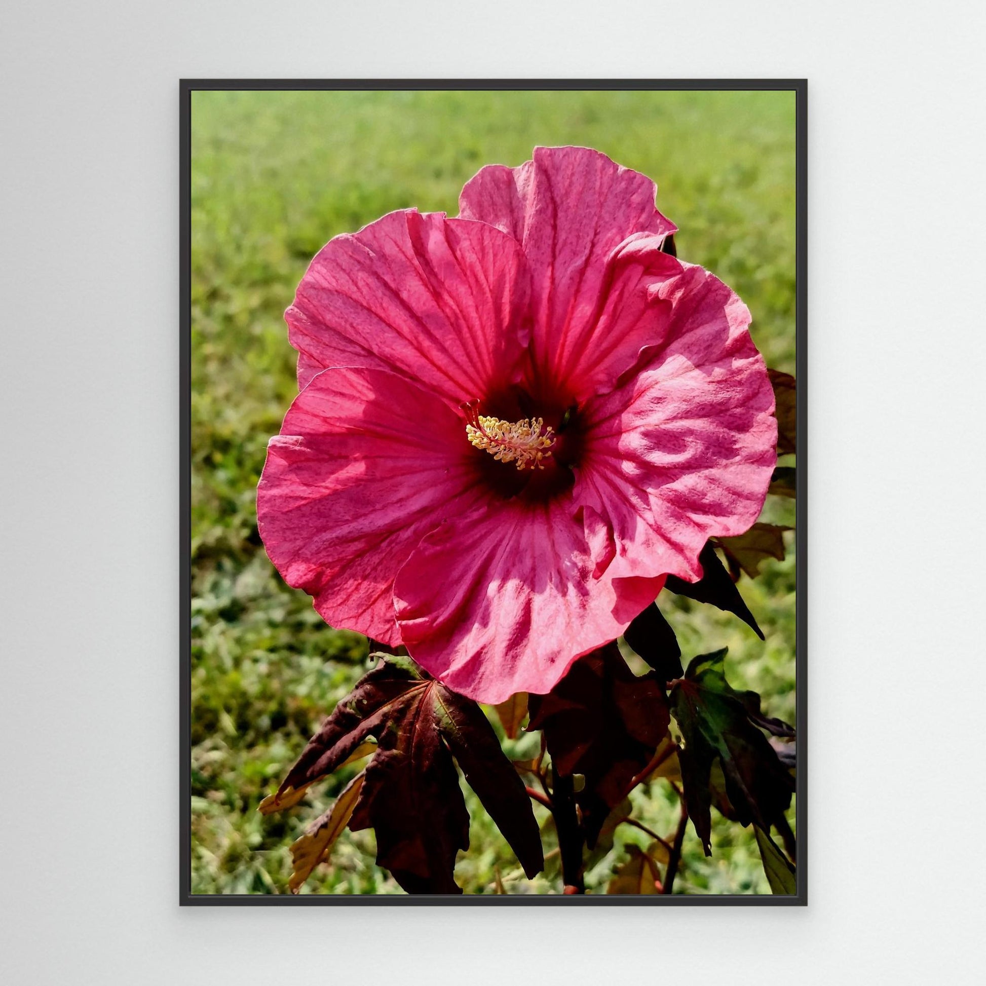 Pink Hibiscus
