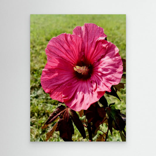 Pink Hibiscus