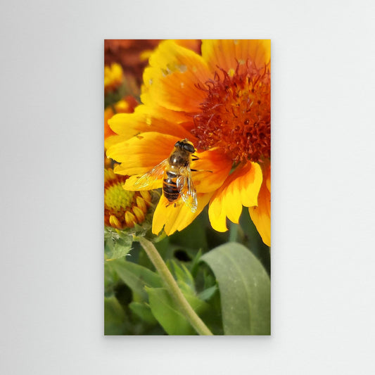 Bee on a Marigold
